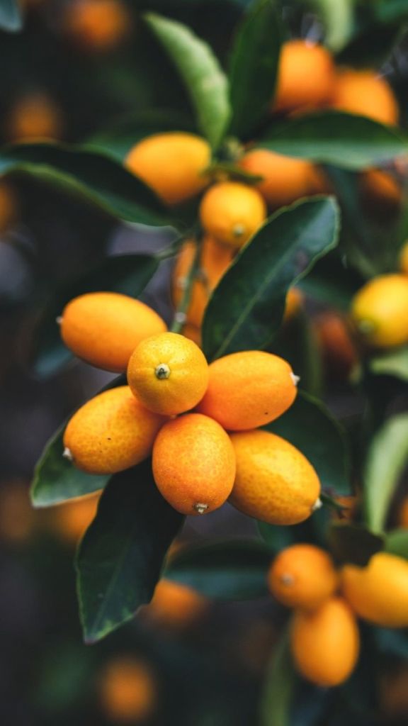 Briottet Liqueur de Kumquat (Kumquat Liqueur) 18% 70cl - Image 3